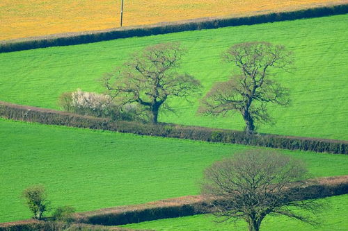 描寫田園風光的古詩句是啥