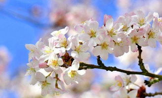 唯美的關(guān)于櫻花的詩(shī)句