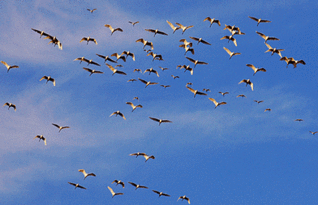 關(guān)于燕子南飛的詩句