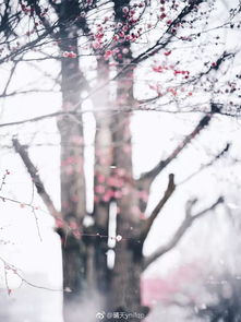 關于冬天梅花開時的詩句