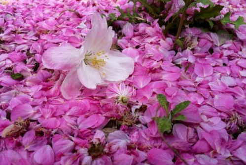 關(guān)于夏日花開的詩句