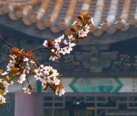 形容百花齊放的古詩句