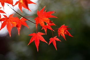 關(guān)于楓葉的詩(shī)句及描寫