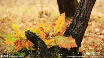 關(guān)于落葉歸根的詩句