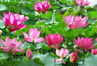 關于荷花花的詩句古詩