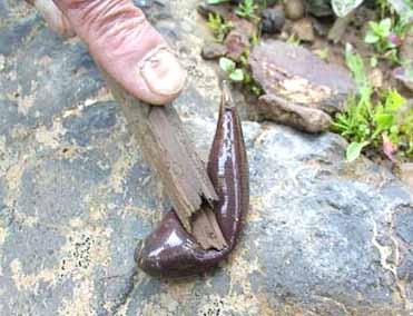 關(guān)于螞蝗的詩句