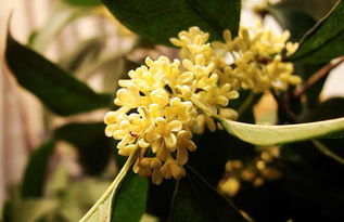 古詩,詩句,帶有