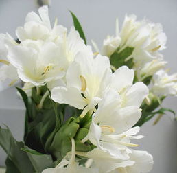 關(guān)于姜花的詩句