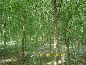 關(guān)于看到楊柳的古詩句