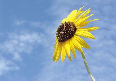 對(duì)未來充滿期待的古詩句