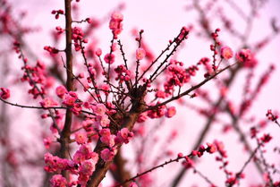 梅花樹(shù)的詩(shī)句古詩(shī)