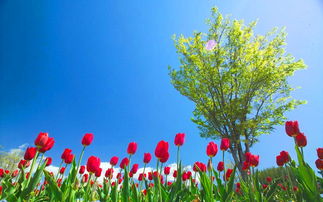 詩句,春天,希望