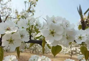 關(guān)于梨花柳絮的詩句