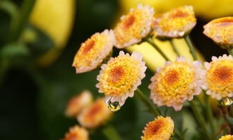 關(guān)于雨中的菊花的詩(shī)句