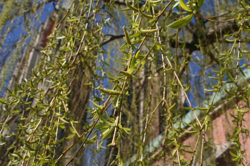 關(guān)于柳樹的詩句有什么