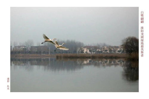 關(guān)于鳥湖的詩(shī)句