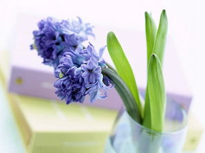 風(fēng)信子,詩句