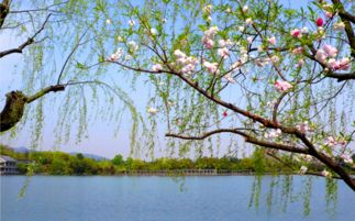 西湖想到的古詩句