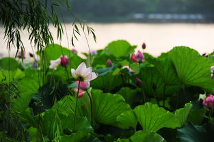 小學(xué)關(guān)于描寫夏天的詩句古詩