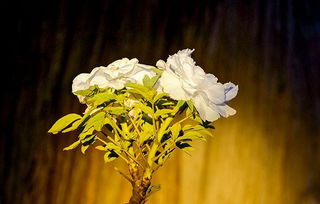 表達(dá)困惑的古詩句