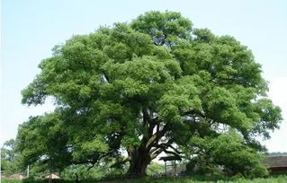 關于樟樹的詩句有哪些