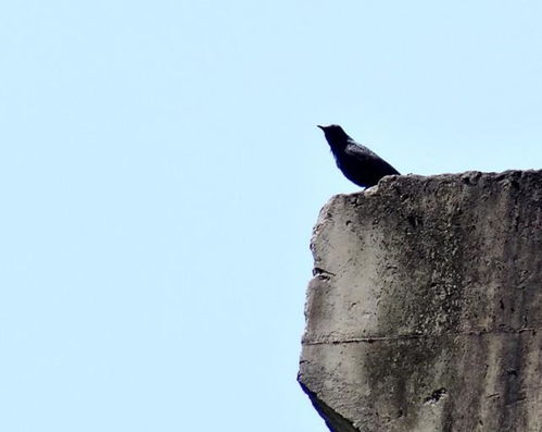 描寫小鳥的詩句古詩