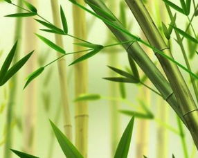 寫(xiě)竹子詩(shī)句古詩(shī)