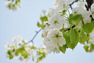 關(guān)于梨花的最好的詩句