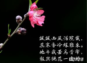 表示花的古詩(shī)句