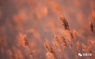 古詩(shī),詩(shī)句,中帶