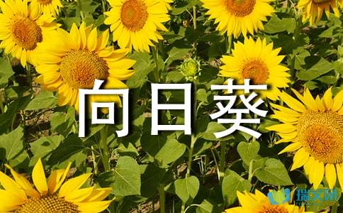 關(guān)于向日葵美麗的詩(shī)句