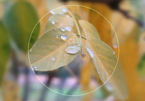 秋雨過后的詩(shī)句古詩(shī)大全