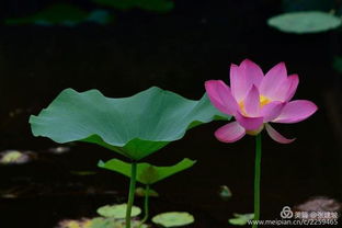 關(guān)于夏天的植物的詩句