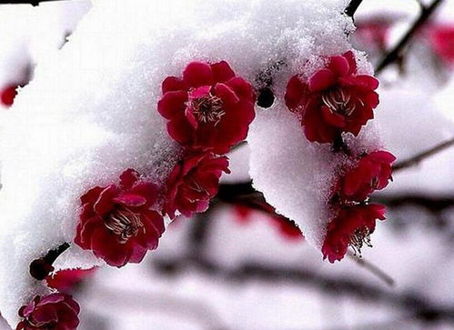 描寫冬天的梅花的詩句,描寫冬天梅花的詩句古詩大全,描寫冬天梅花傲雪的詩句