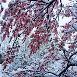 關于家鄉(xiāng)固原的詩句