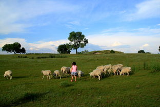 關(guān)于牧羊姑娘的詩句