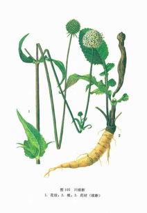 關于續(xù)斷的詩句