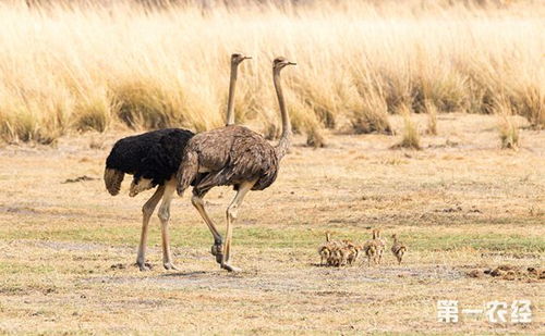 英文,鴕鳥,詩句,羽毛