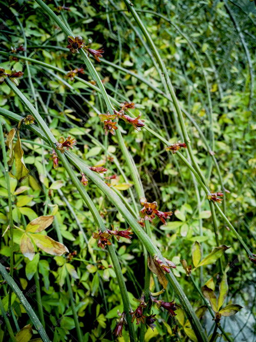 關(guān)于景物生機(jī)勃勃的詩(shī)句是