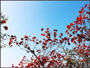 關(guān)于紅葉相思的詩句古詩詞