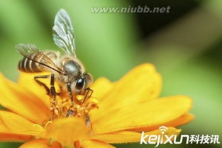 詩句,動物,代表