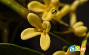 關于桂花香的經典詩句大全