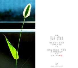 關(guān)于贊美小草的古詩(shī)句