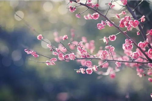 形容堅持夢想的古詩,有關(guān)堅持夢想的古詩,古詩形容人生需要堅持