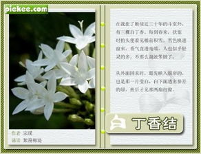 丁香結(jié)古詩(shī)句