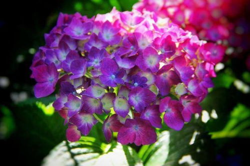 繡球,詩句,美文