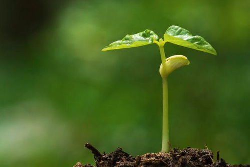 關(guān)于樹(shù)木的詩(shī)句古詩(shī)詞