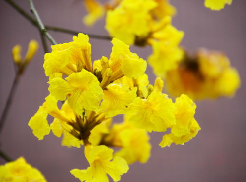 黃花風(fēng)鈴木古詩(shī)句