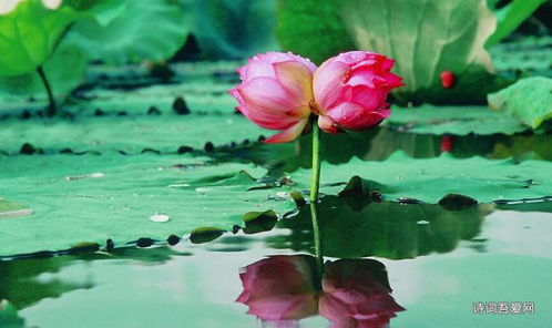 關(guān)于并蒂蓮的虐心詩(shī)句