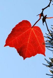 秋葉,詩句,于秋和